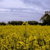 Le biofioul : Bientôt !
