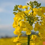 Biofioul : une energie alternative au fioul en débat